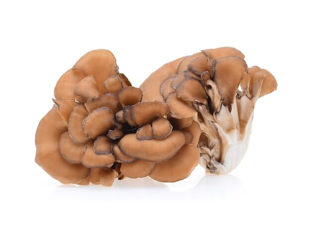 View Asia https://articleblogging.com/wp-content/uploads/2023/09/Maitake-mushrooms-Hen-of-the-Woods-traditional-medicine-culinary-use-Eastern-North-America-Europe-Asia-feudal-Japan-cultivated-varieties-health-benefits-supplement-form-Maitake-mushrooms-35ecfaae.jpg