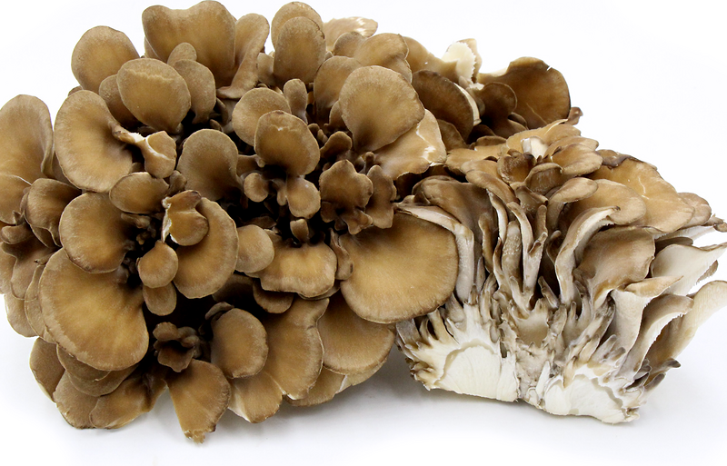 Check Out traditional medicine https://articleblogging.com/wp-content/uploads/2023/09/Maitake-mushrooms-Hen-of-the-Woods-traditional-medicine-culinary-use-cultivated-varieties-health-benefits-traditional-Chinese-Medicine-Japanese-herbalism-Maitake-mushrooms-70c03925.png