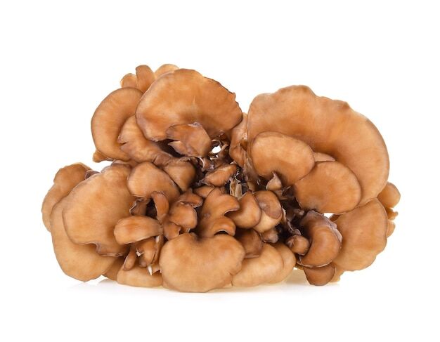 Check Out traditional medicine https://articleblogging.com/wp-content/uploads/2023/09/Maitake-mushrooms-health-benefits-culinary-use-traditional-medicine-Hen-of-the-Woods-cultivated-varieties-Health-03783163.jpg