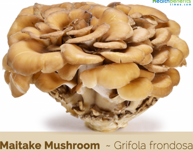 Picture related to Maitake mushrooms https://articleblogging.com/wp-content/uploads/2023/09/Maitake-mushrooms-health-benefits-culinary-use-traditional-medicine-Japanese-herbalism-diet-nutrition-mushroom-recipes-Maitake-mushrooms-330cffb8.png