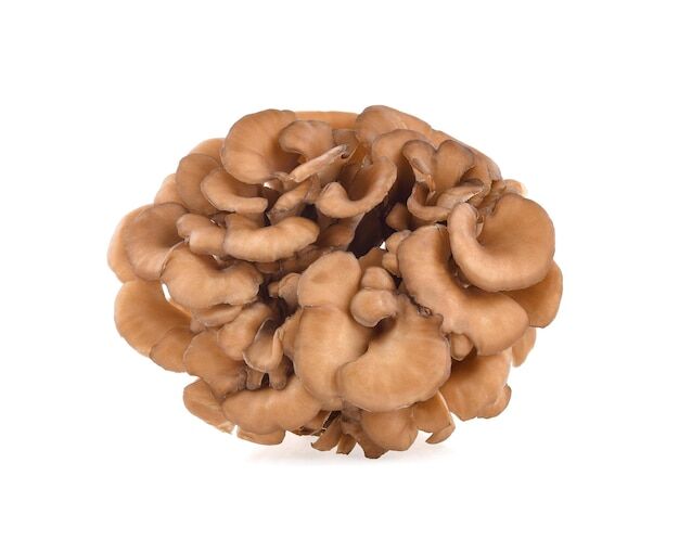 Check Out culinary use https://articleblogging.com/wp-content/uploads/2023/09/Maitake-mushrooms-health-benefits-culinary-use-traditional-medicine-meaty-texture-rich-flavor-Maitake-Mushroom-a565b446.jpg