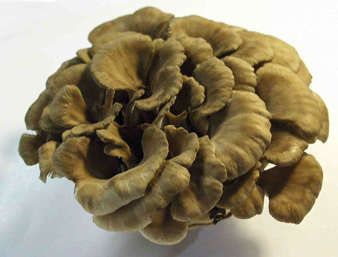 Check Out cultivated varieties https://articleblogging.com/wp-content/uploads/2023/09/maitake-mushrooms-health-benefits-culinary-use-traditional-medicine-cultivated-varieties-Food-Drink-e436dcb8.jpg