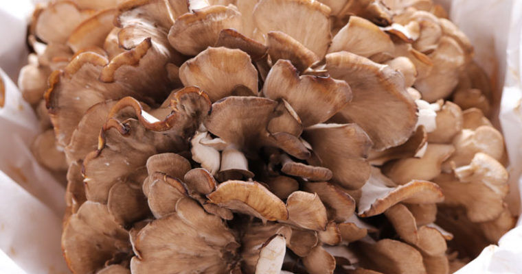 View culinary use https://articleblogging.com/wp-content/uploads/2023/09/maitake-mushrooms-hen-of-the-woods-traditional-medicine-culinary-use-health-benefits-cultivated-varieties-food-e1568dad.jpg