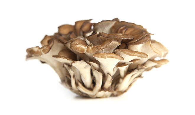 A Photo of hen of the woods https://articleblogging.com/wp-content/uploads/2023/09/maitake-mushrooms-hen-of-the-woods-traditional-medicine-culinary-use-health-benefits-well-being-food-supplements-Maitake-mushrooms-f9e43a4b.jpg
